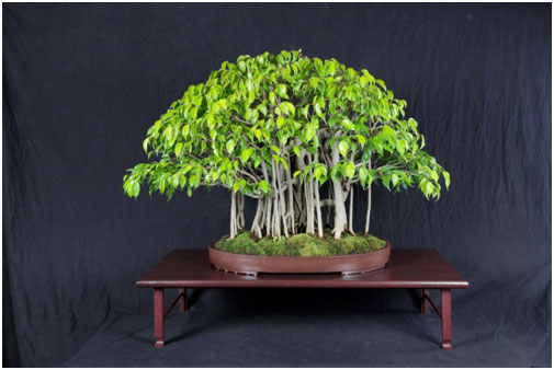 Ficus Benjamina Ficus Benjamina
