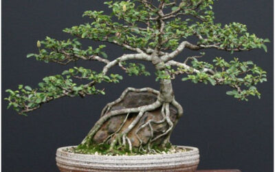 Fiche technique – Grewia occidental