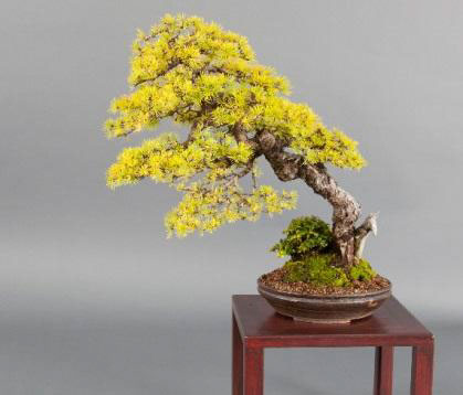 Larix laricina