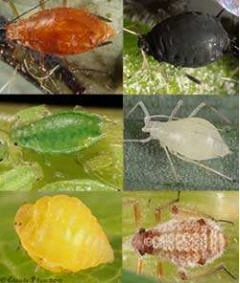 Pucerons