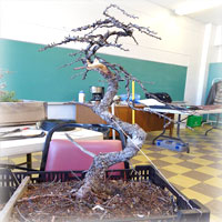 Les arbres de cueillette ou Yamadori