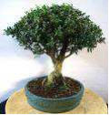 Buxus_harlandii_2