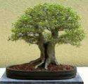 Celtis_chinensis_4