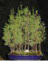 Cypressus_5