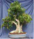 Ficus_formosanum_9