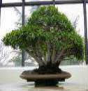 Ficus_neriifolia_7