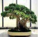 Ficus_retusa_8