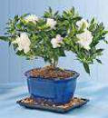 Gardenia_sp_9