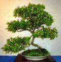 Grewia_occidentalis_10