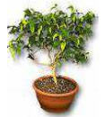 Hedera_helix_11