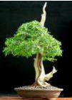 Murraya_paniculata_13