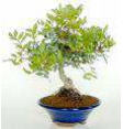 Pistacia_lentiscus_15