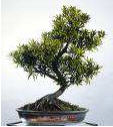 Podocarpus_macrophyllys_16