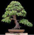 Portulacaria_afra_17