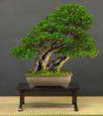 Punica_granatum_18