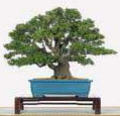 Pyracantha_augustifolia_19
