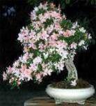 Rhododendron_20
