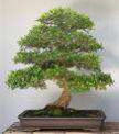 Ulmus_parvifolis_24