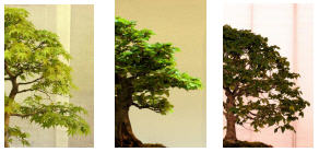 arbre_10