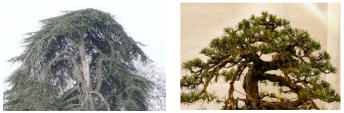 arbre_11