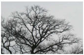 arbre_12