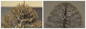 arbre_13