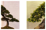 arbre_6