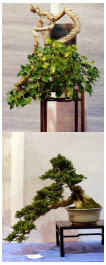 arbre_7