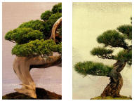 arbre_8