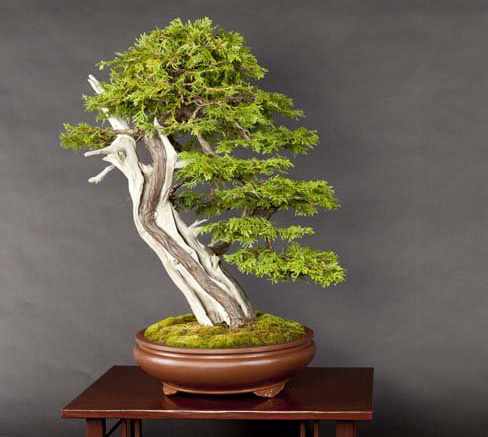 Thuja Occidentalis