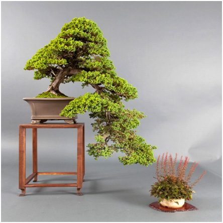 Juniperus procumbens Nana