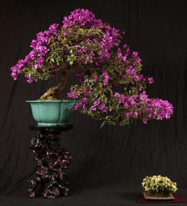 Bougainvillée
