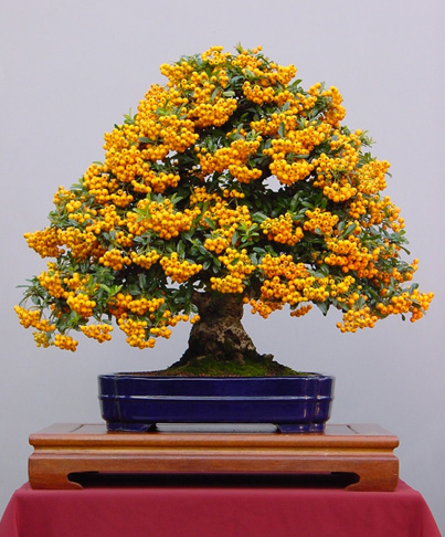 Pyracantha