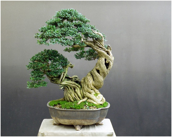 Buxus microphylla