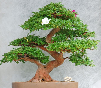Coprosma x kirkii