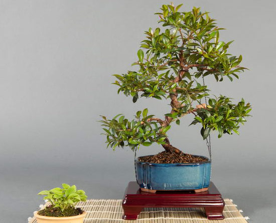 Syzygium paniculatum