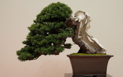 Fiche technique – If du Japon