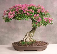 Fiche technique – Lilas des Indes