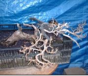 De yamadori à bonsaï