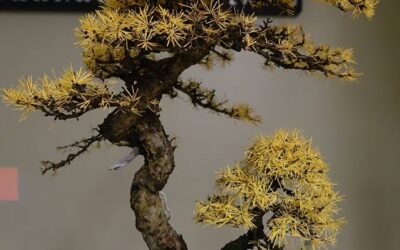 ARBRES INDIGÈNES DU QUÉBEC PROPICES POUR LE BONSAÏ