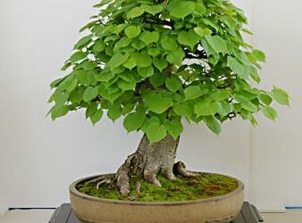FICHE TECHNIQUE – TILLEUL À PETITES FEUILLES