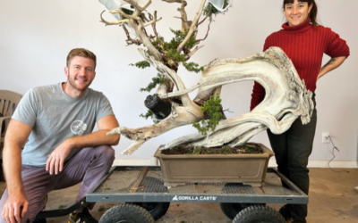 Projet d’achat d’un arbre d’exception pour la collection du Jardin botanique de Montréal