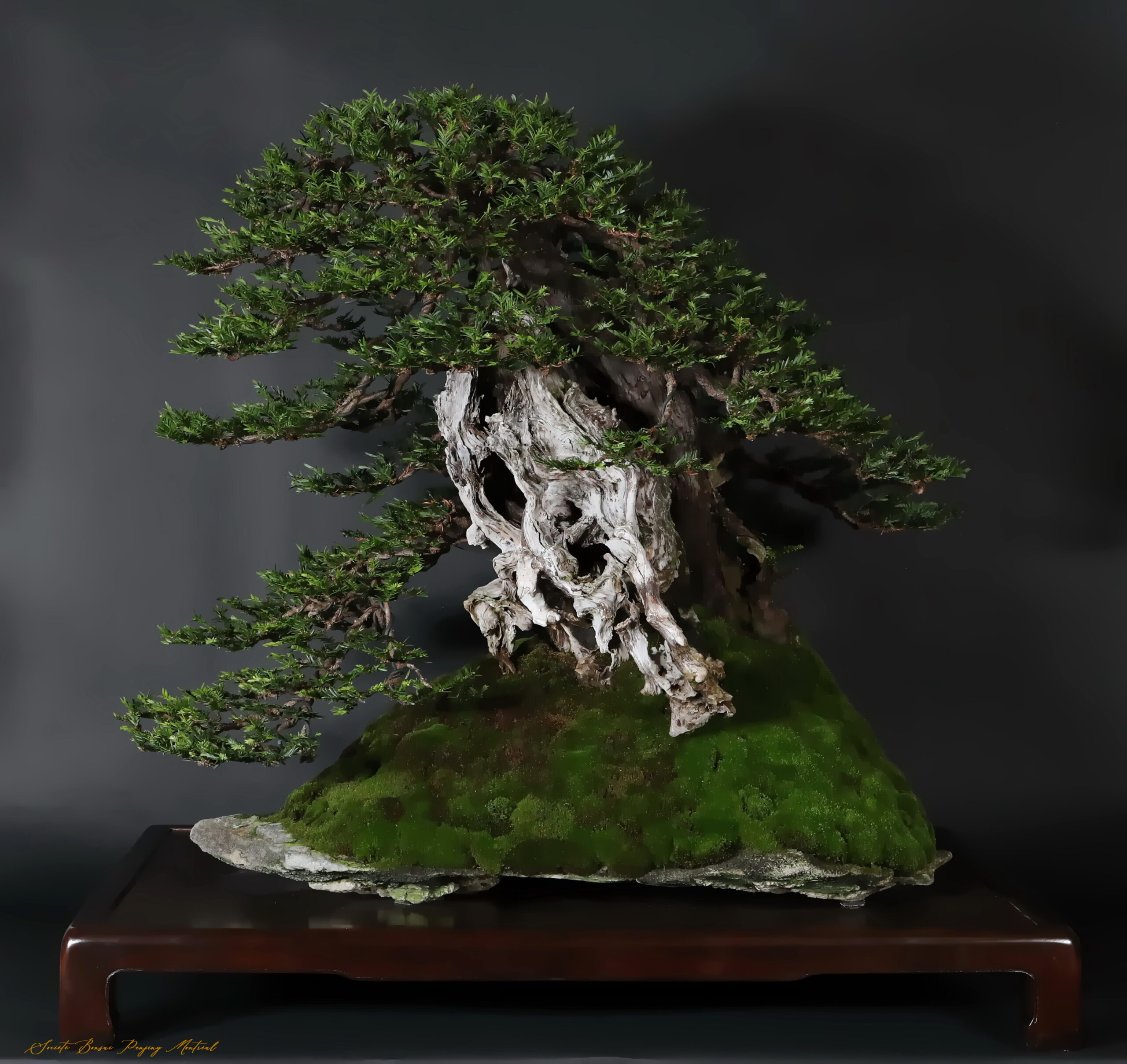 Taxus